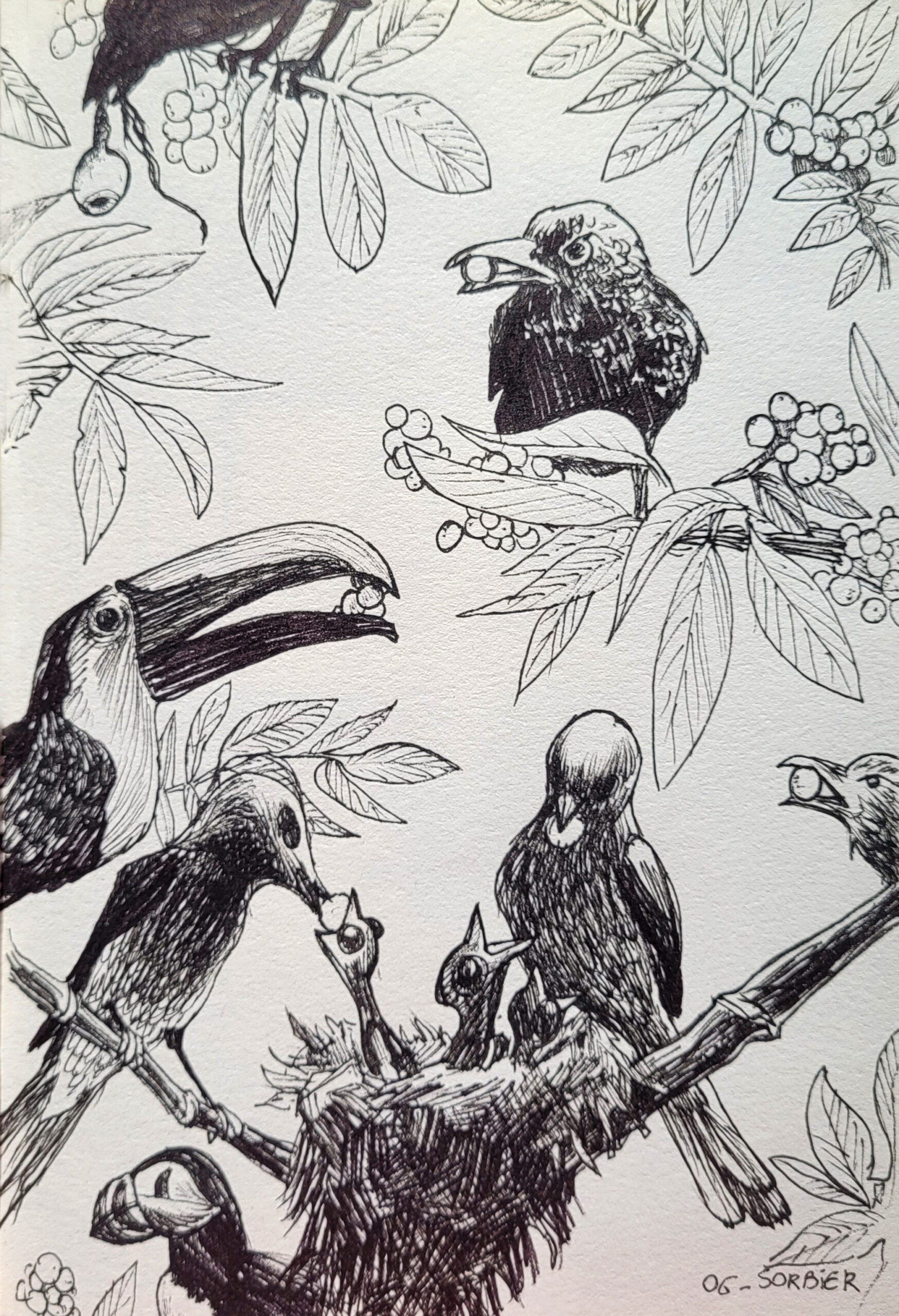 inktober oiseaux